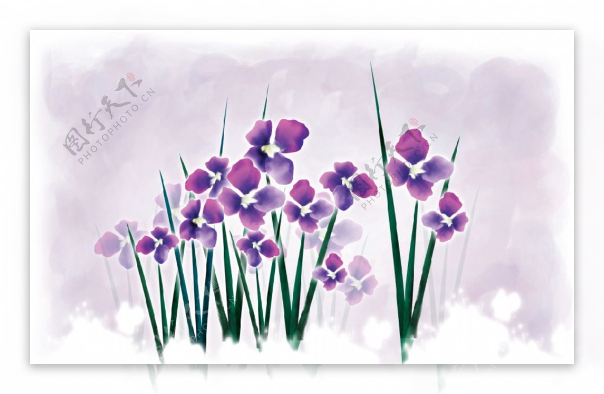 韩国手绘紫色兰花