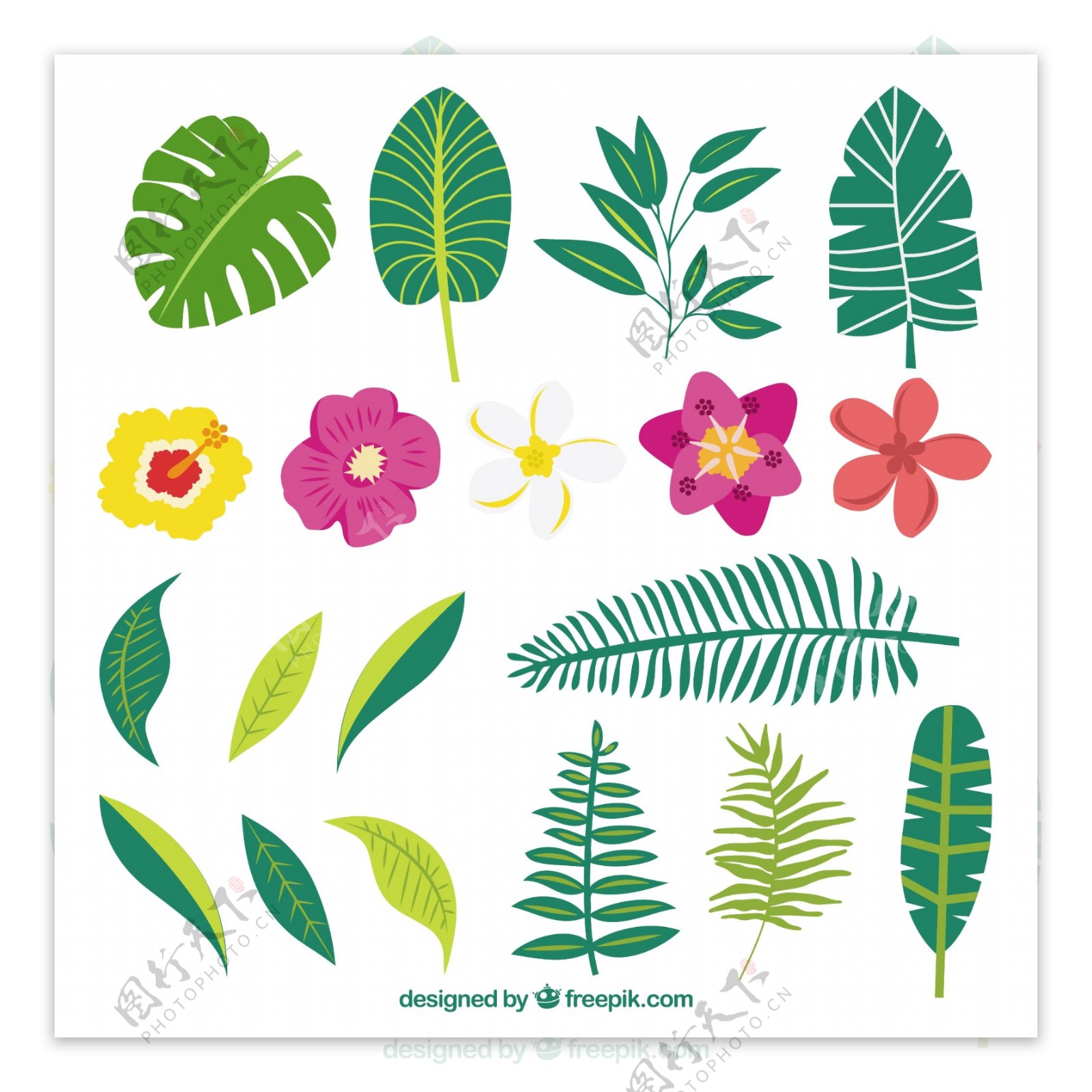 手工绘制的各种植物和奇花