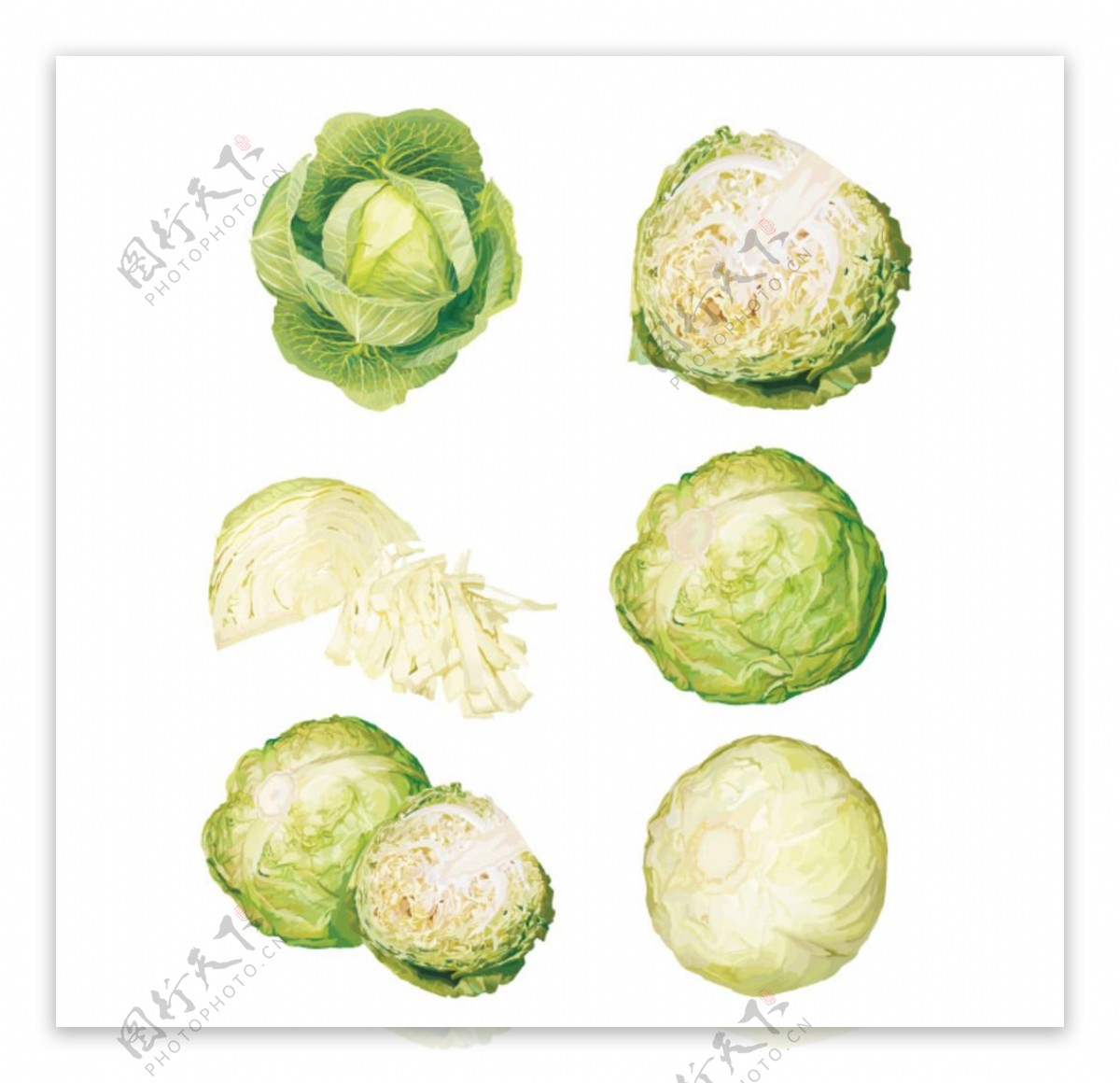 圆白菜蔬菜写实