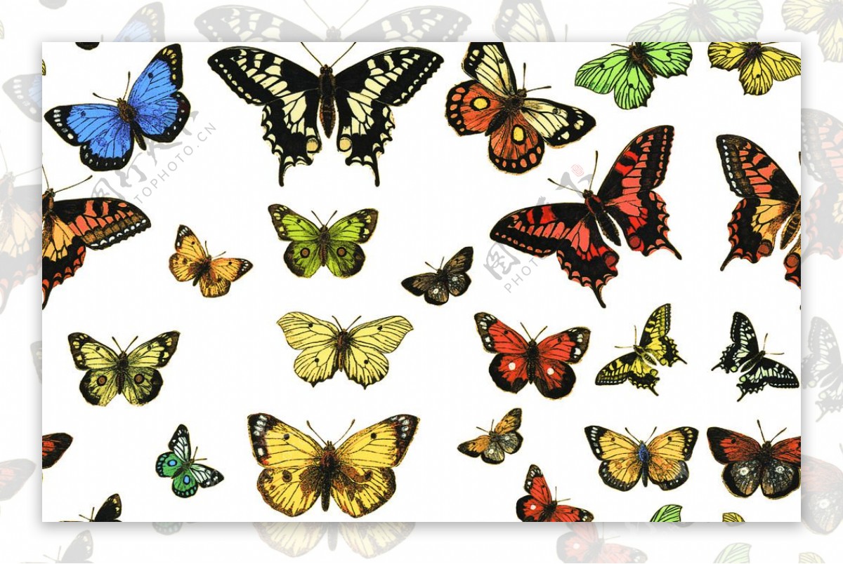 数码印花多彩蝴蝶图案