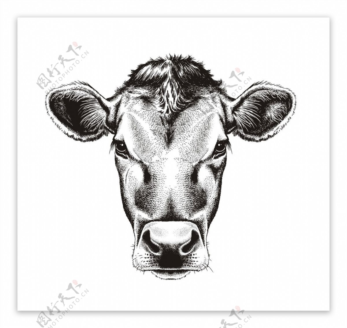 手绘素描小牛头矢量图