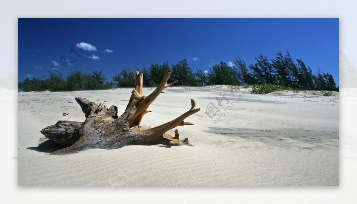 沙滩上的树根