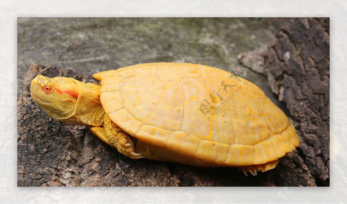 黄金白化龟