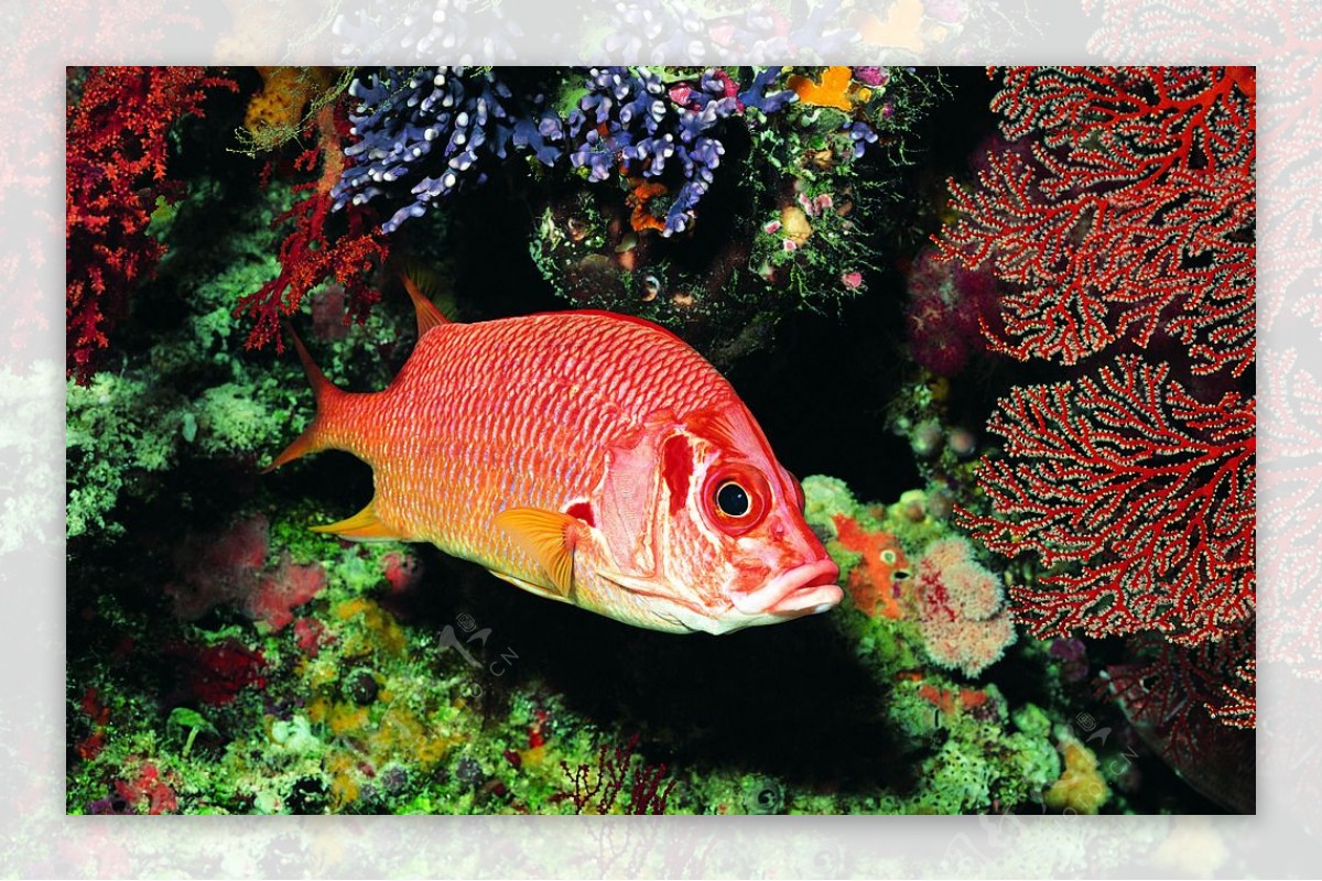 珊瑚鱼