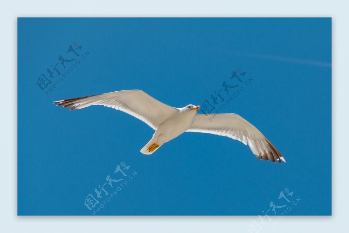 白色海鸥翱翔