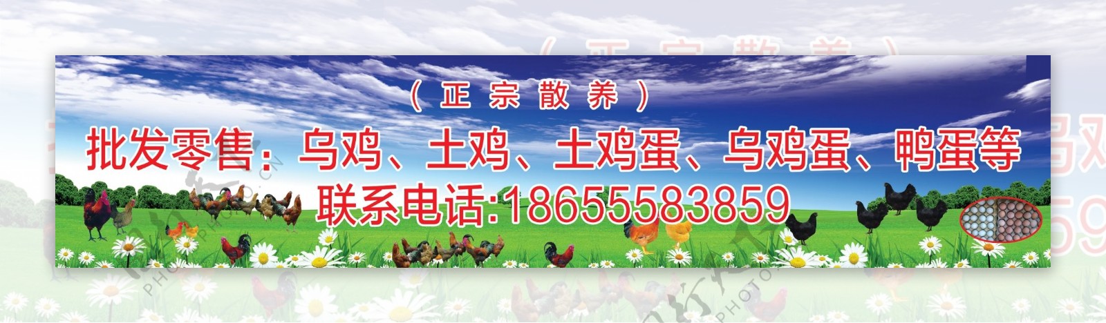 农场养鸡场宣传画面