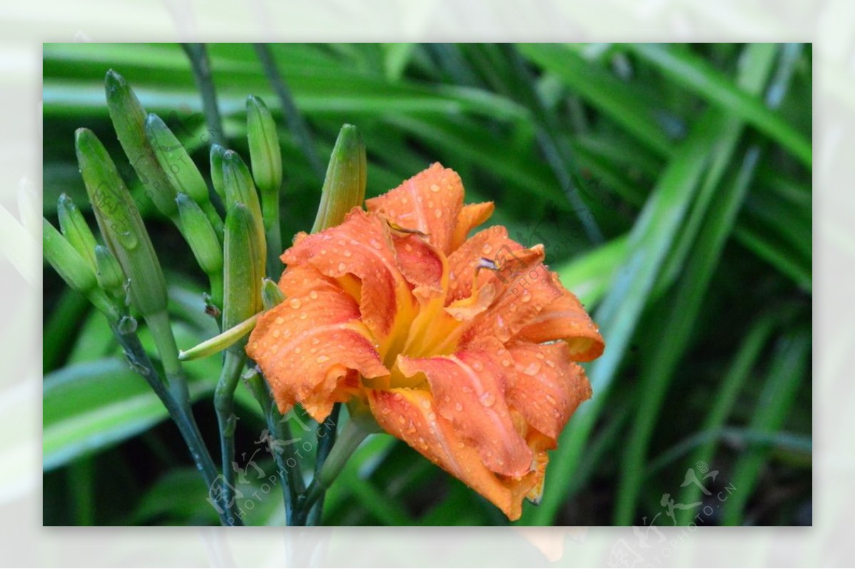 雨露萱草花