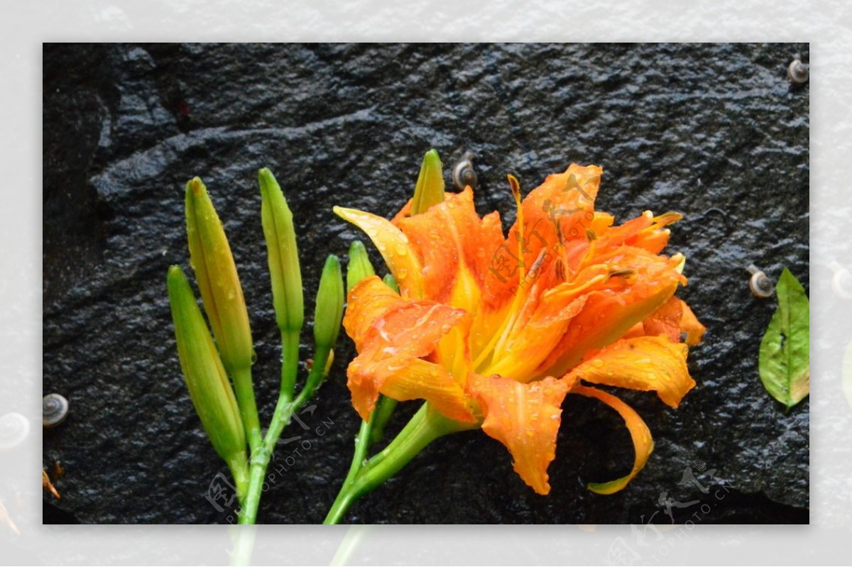 雨露萱草花