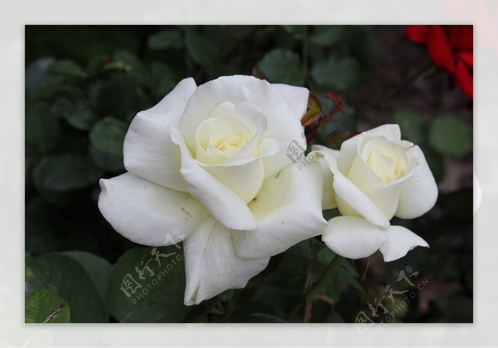 白玫瑰花