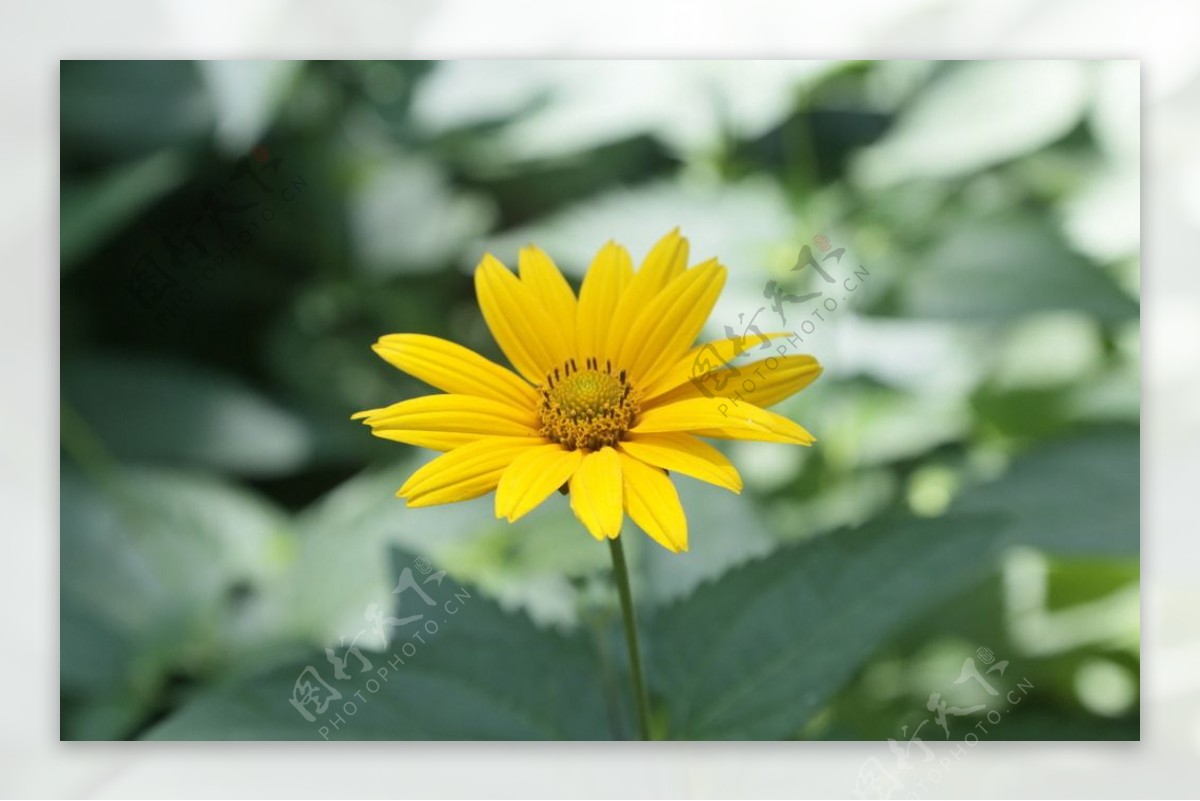 小黄菊花