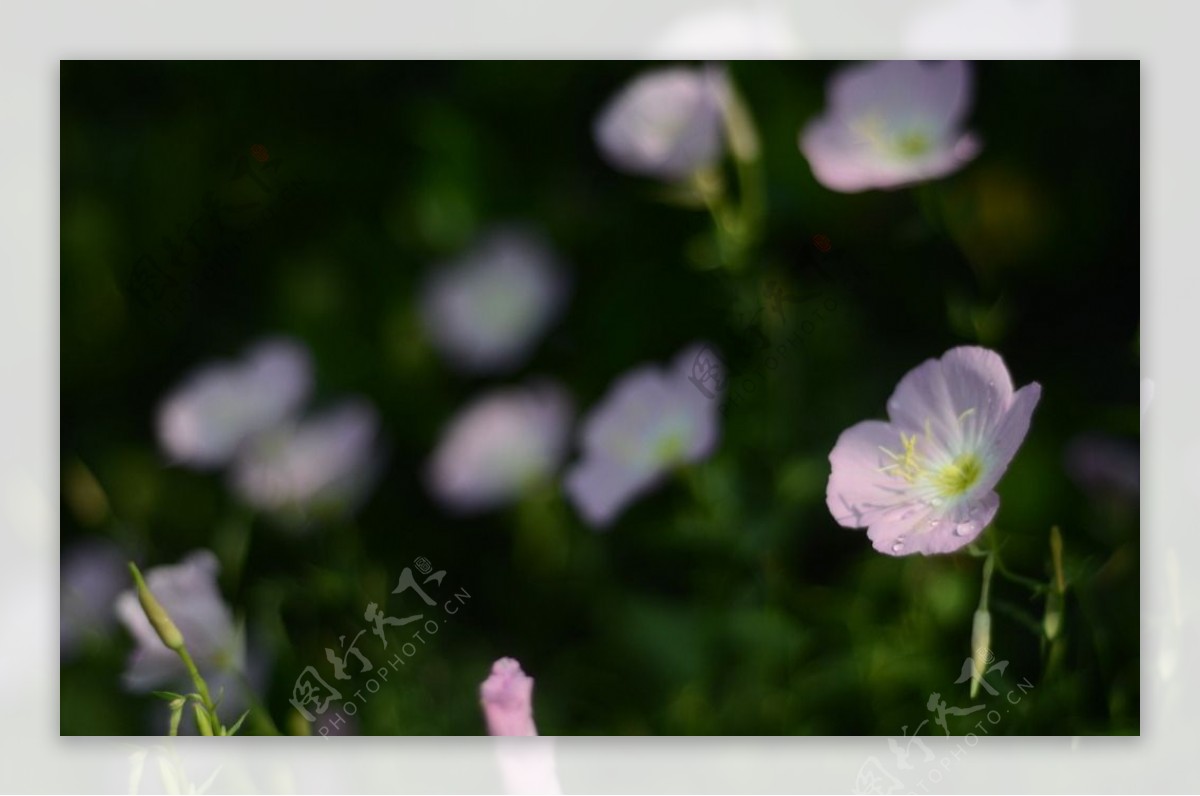 花菱草