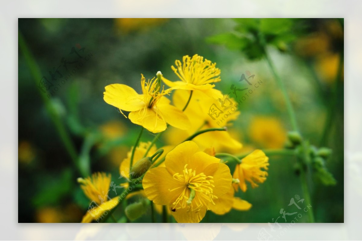春天黄色的花朵
