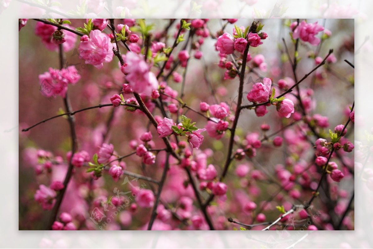 春天粉红色的桃花