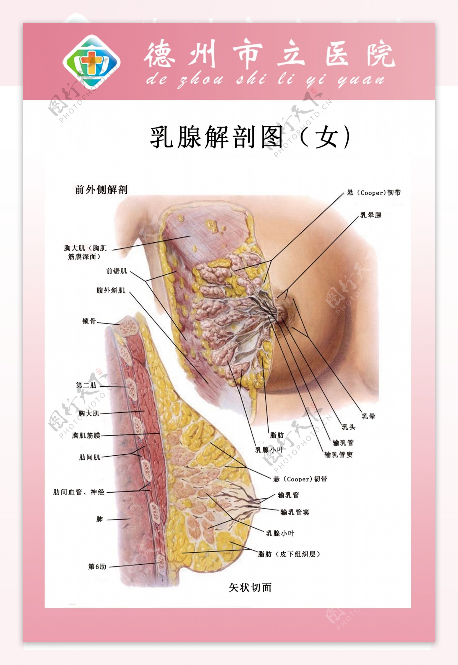 乳腺解剖图