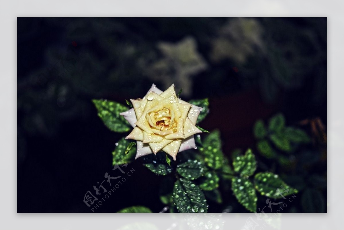 水珠黄玫瑰