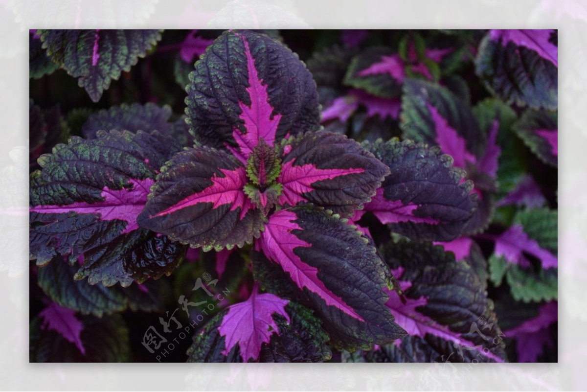 紫色花草