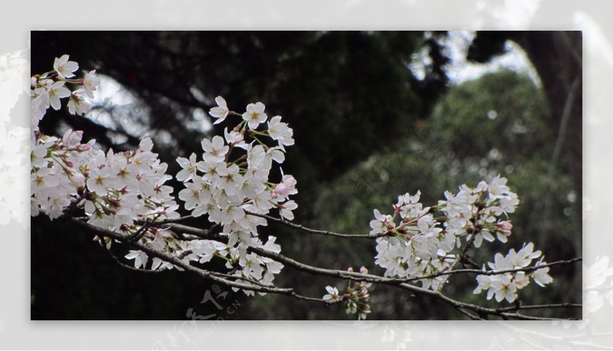 樱花早樱