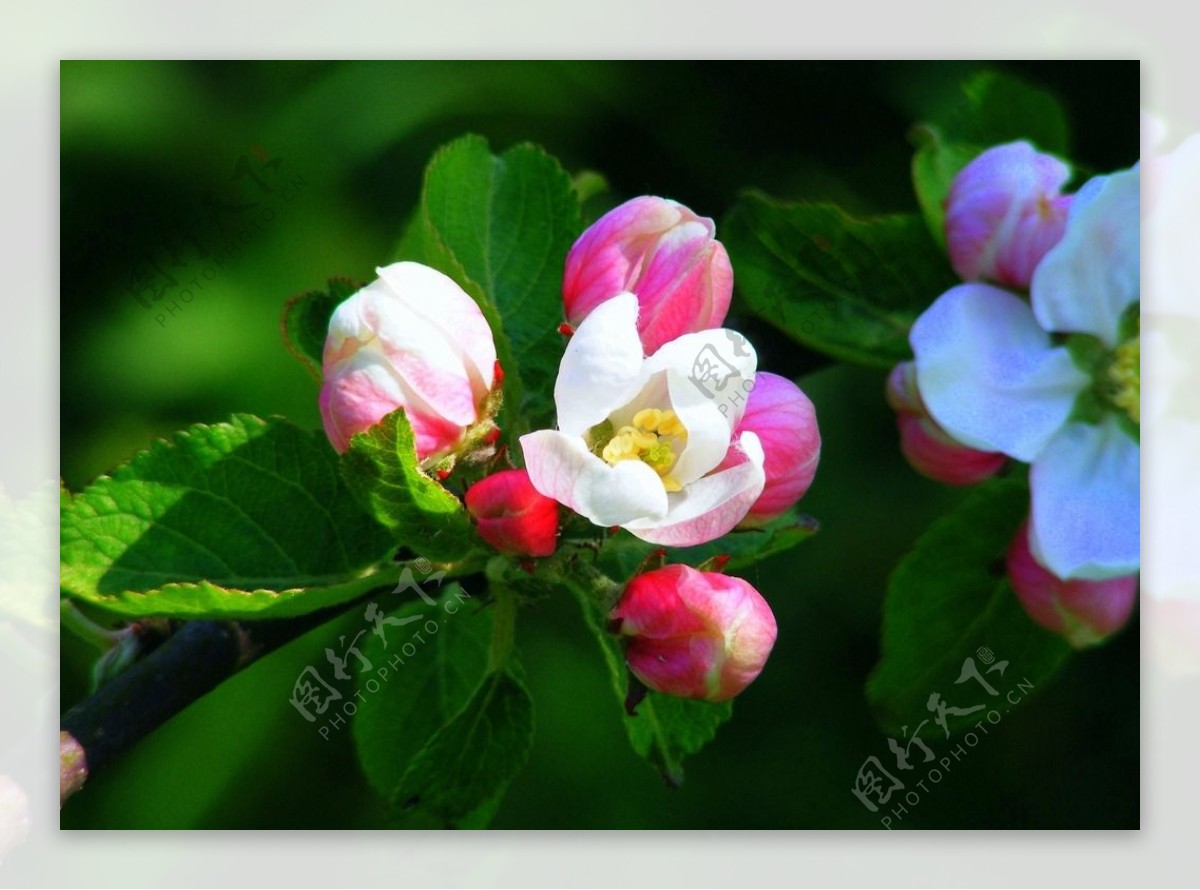 漂亮苹果树花