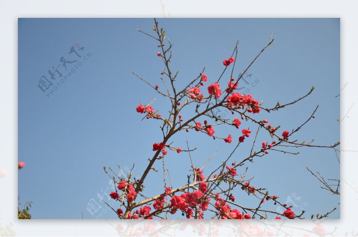 春华秋实桃花