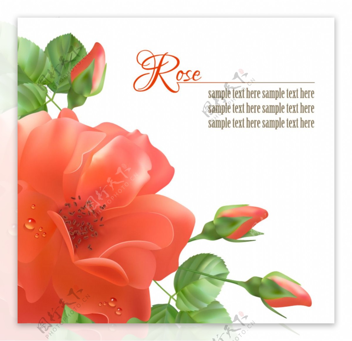 红色玫瑰花背景矢量素材