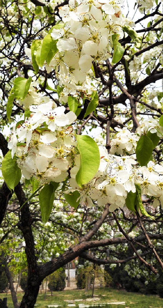 白色桃花摄影图