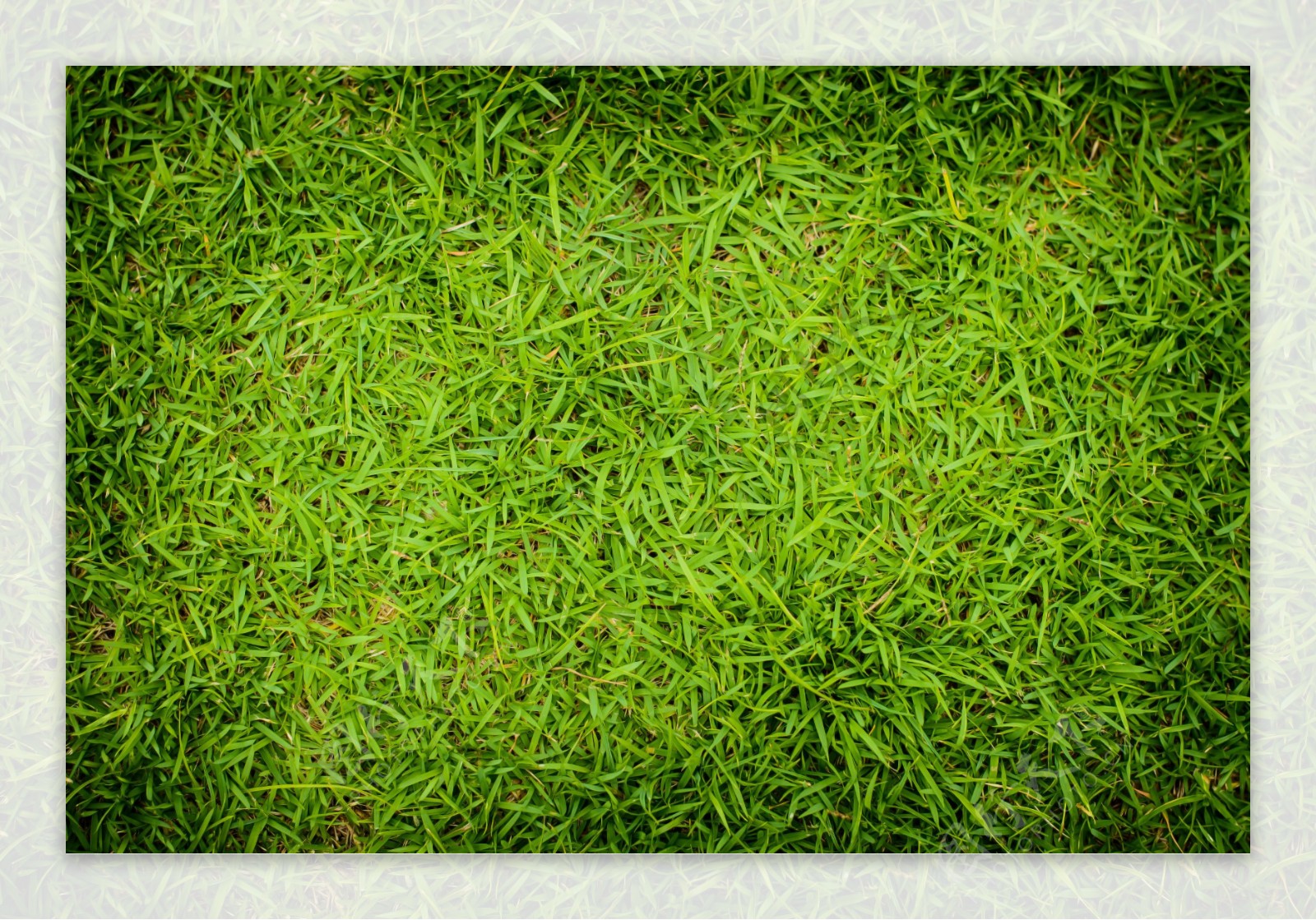 绿色草坪高清图片素材