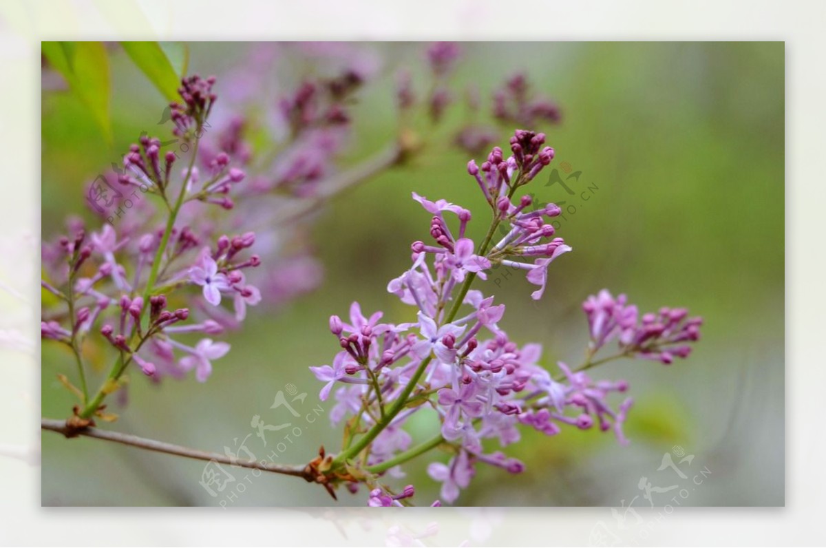 丁香花