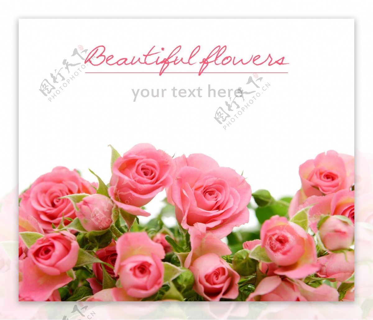 玫瑰花唯美温馨高清照片