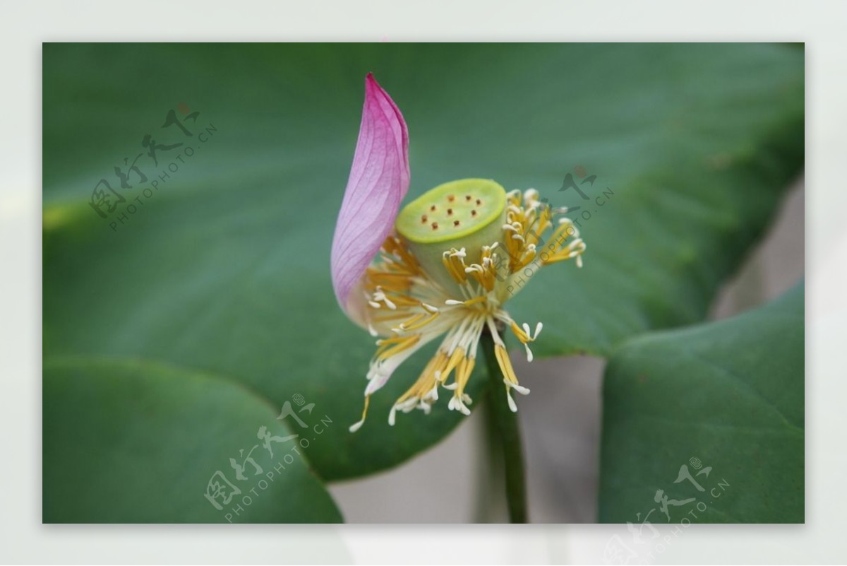 任性的花瓣