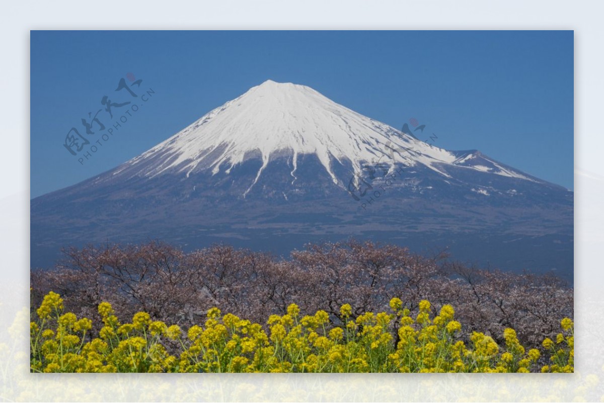 富士山下的花