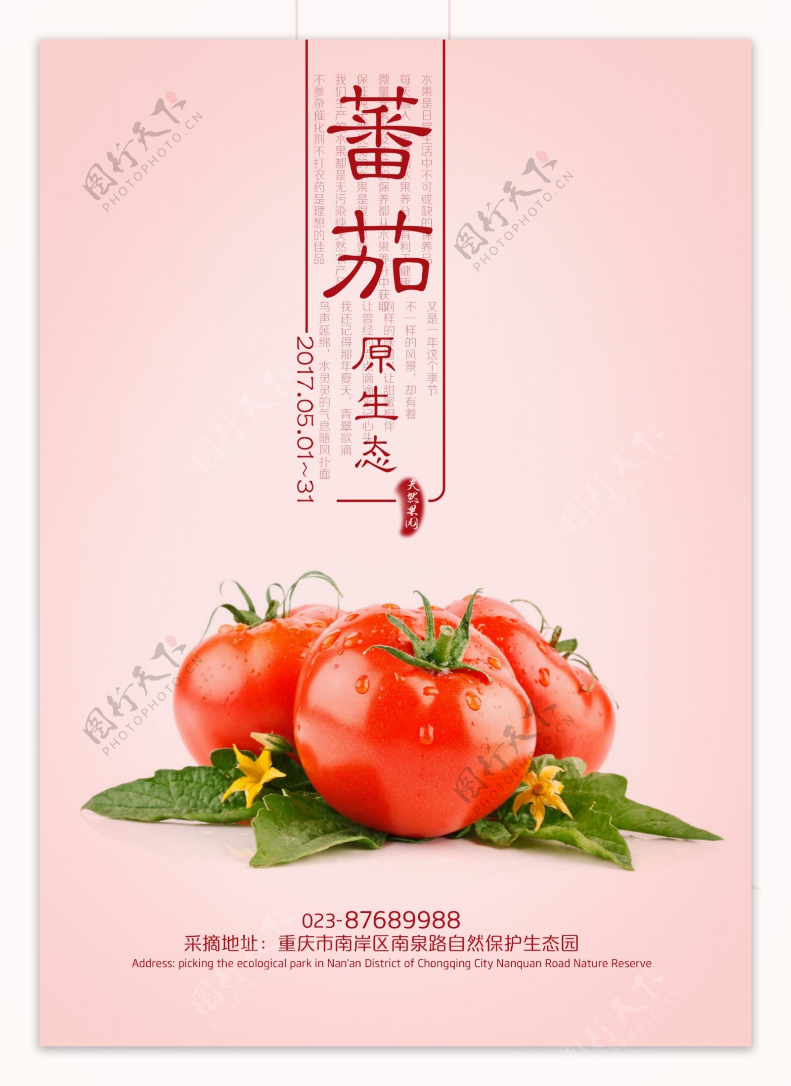 西红柿蕃茄