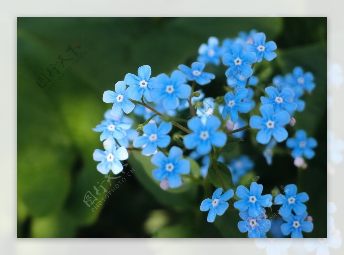 蓝色小花