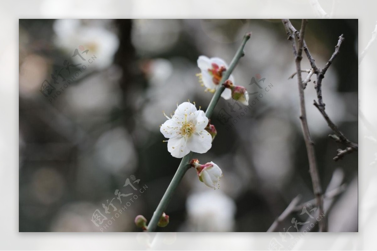 梅花白梅