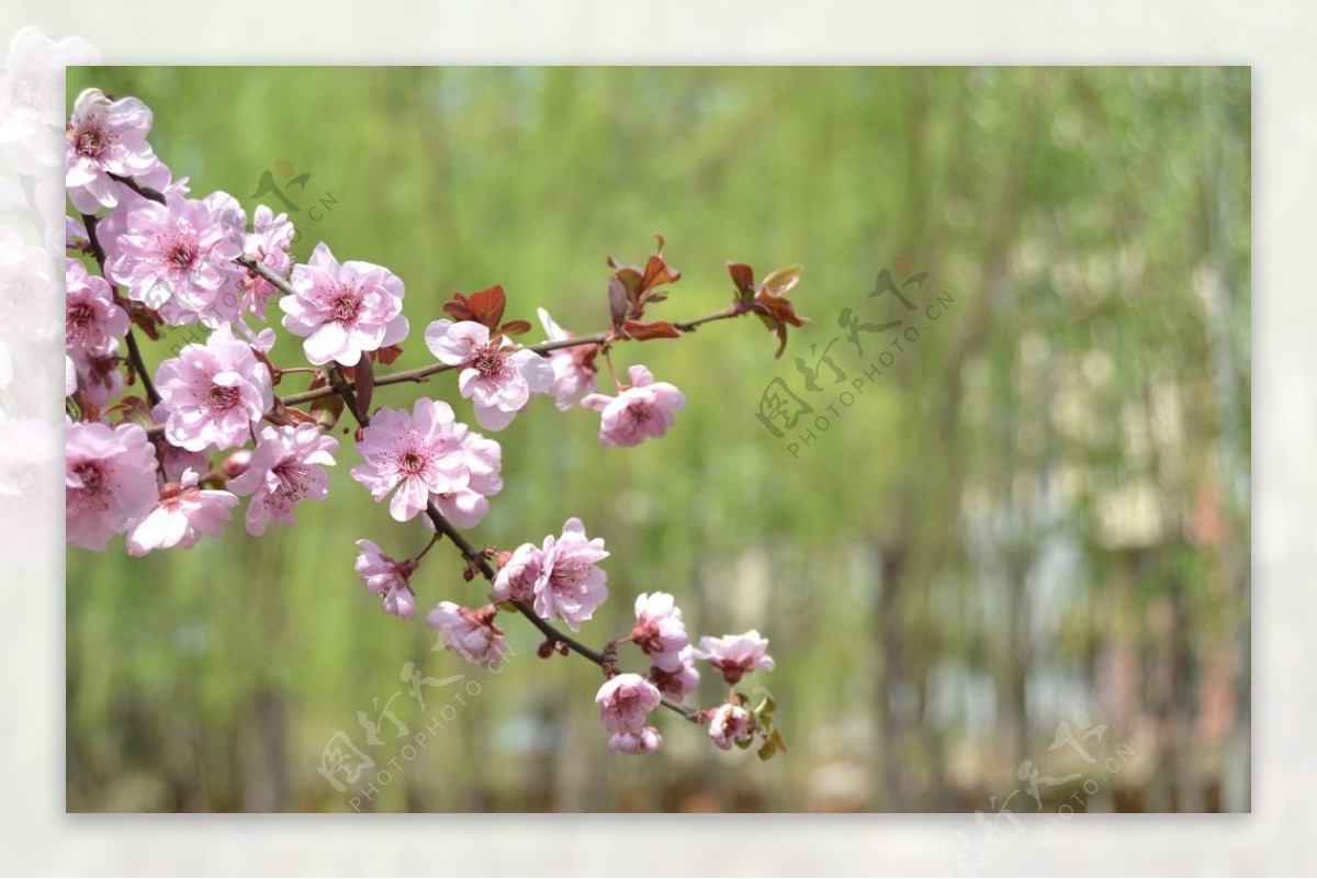 桃花绿柳