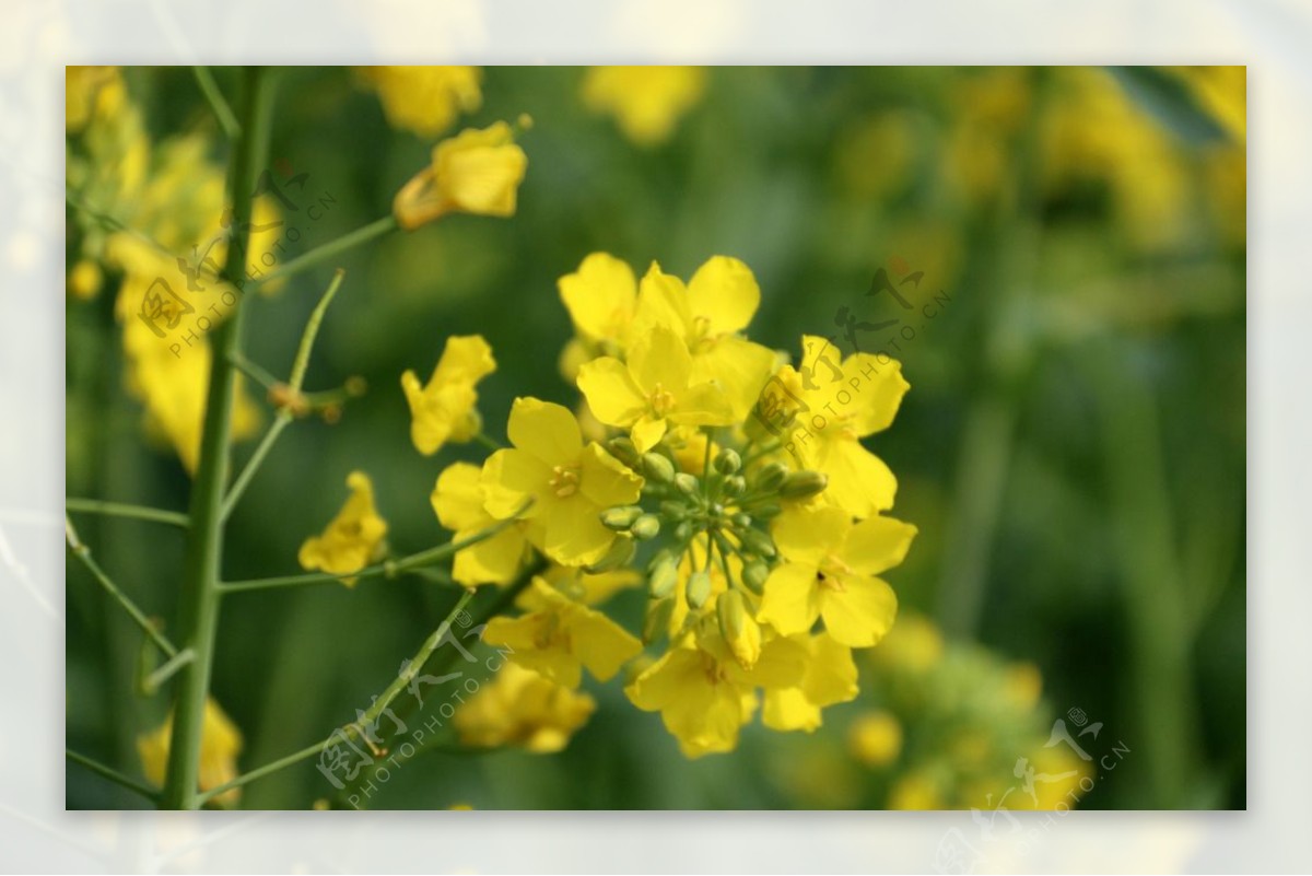 油菜花正艳