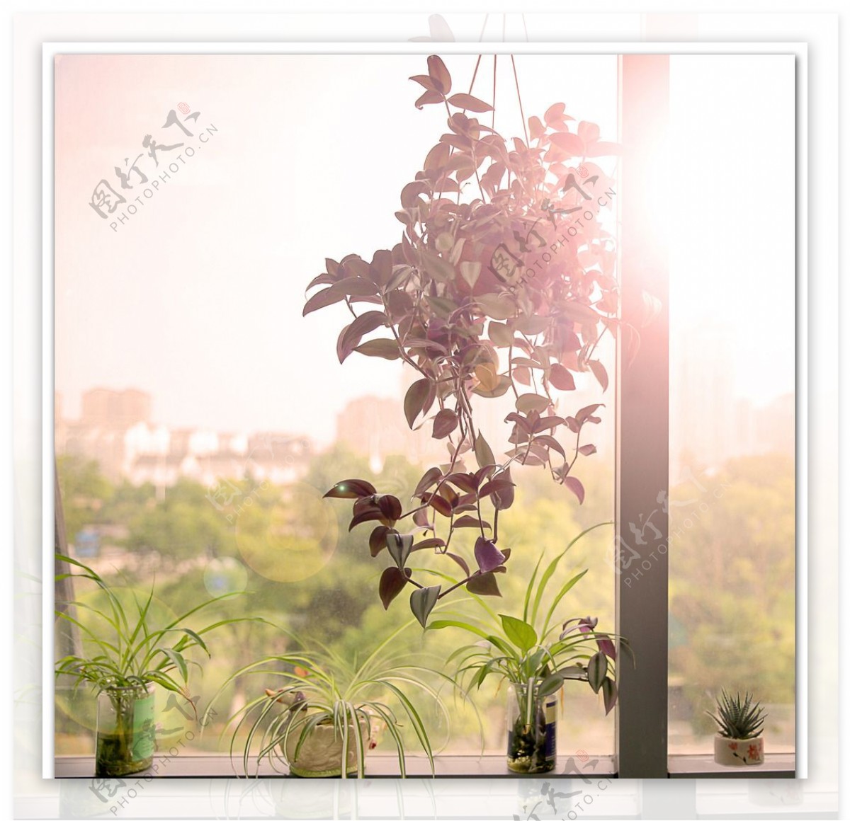 窗台盆栽植物
