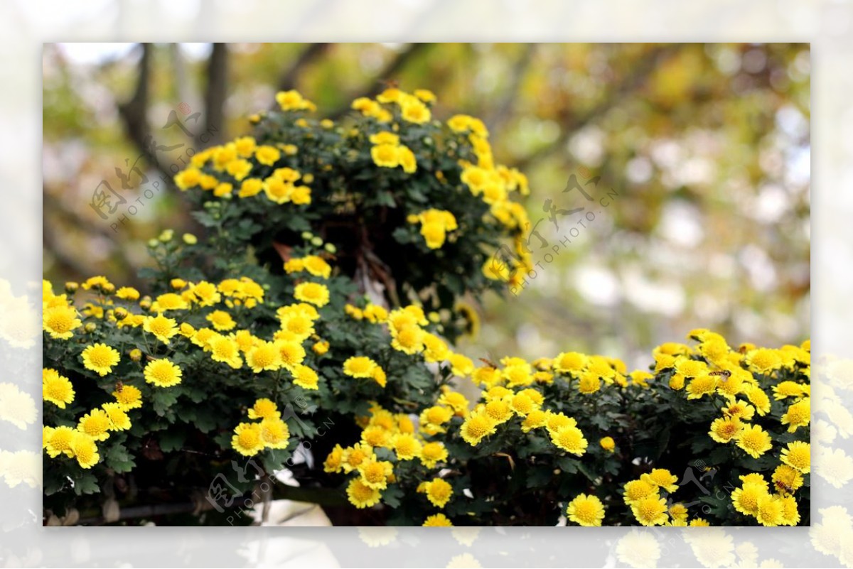 菊花花花草植物