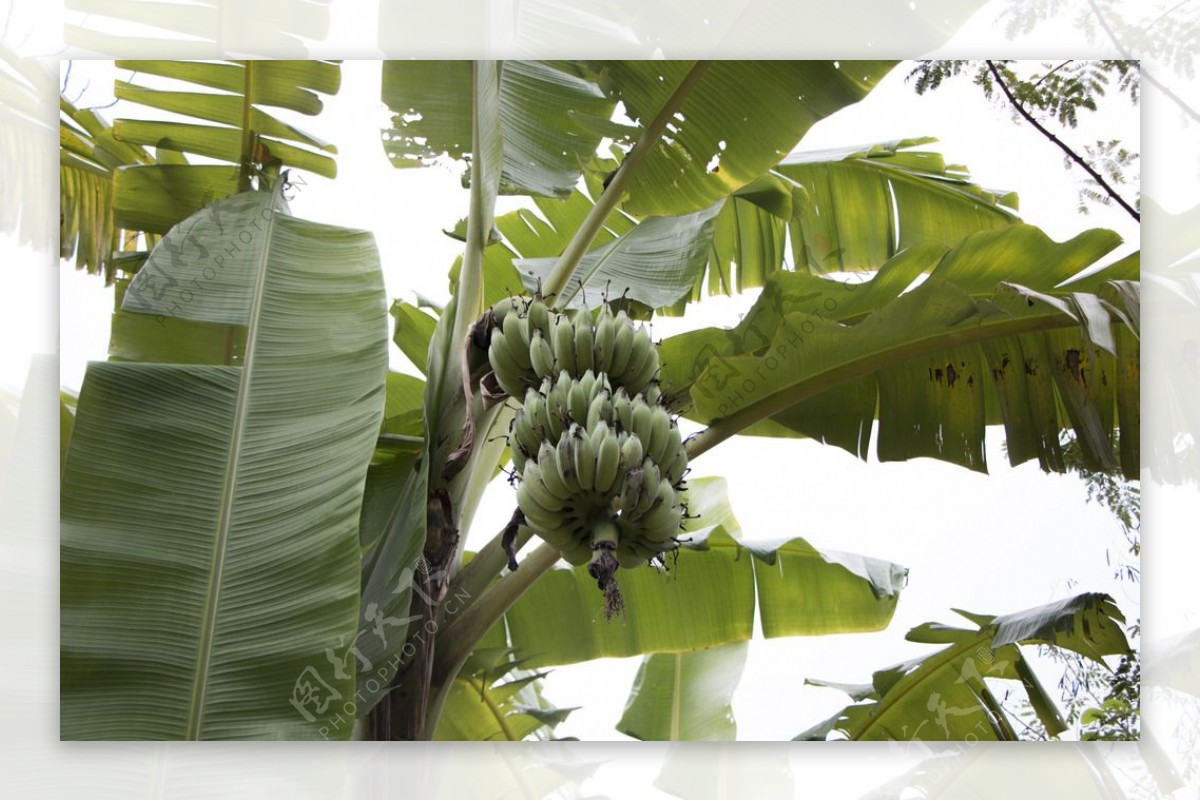香蕉树的高清图片-千叶网