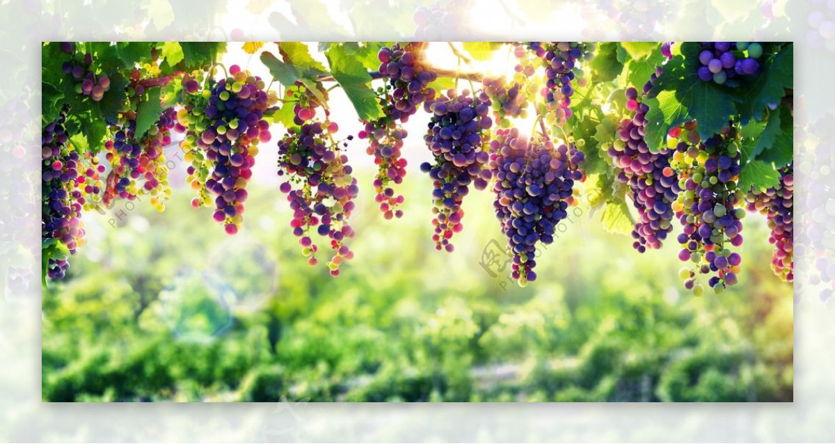 美丽的葡萄园葡萄