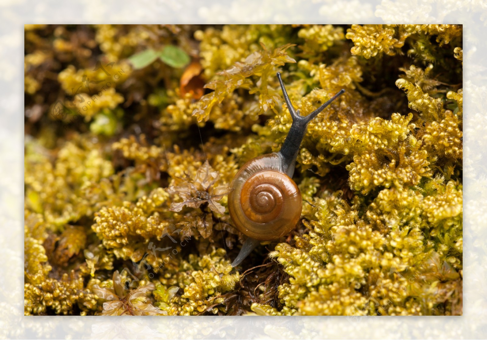 一只小蜗牛