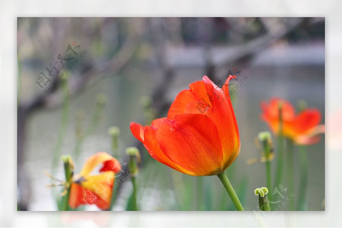 郁金香花