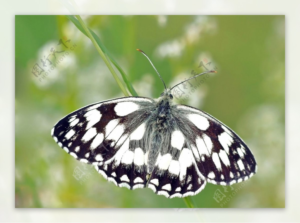 黑白斑点蝴蝶