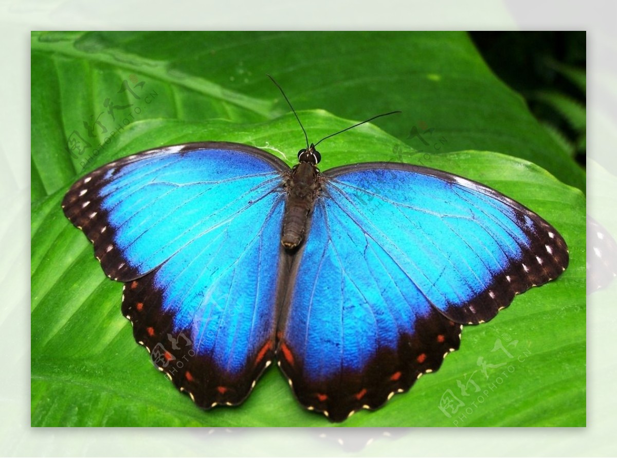 美丽的蝴蝶翅膀