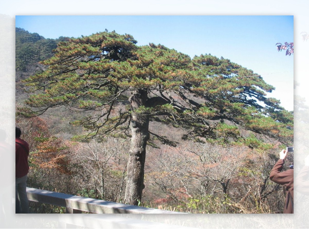 黄山上的松树