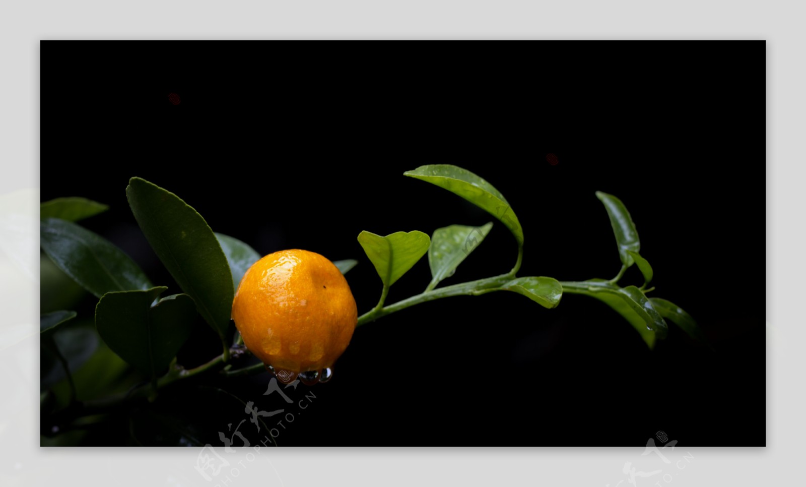 带着露珠生长的橘子