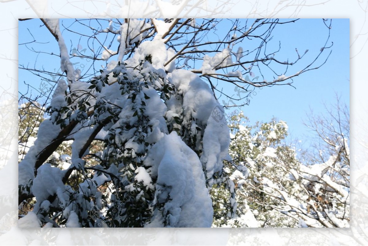 雪满树