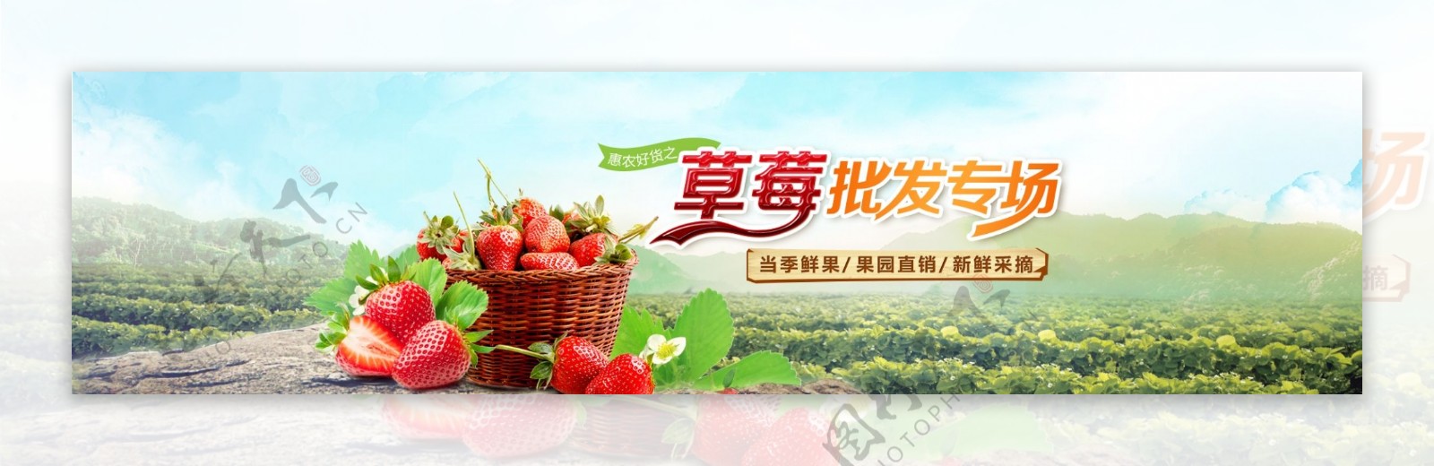 草莓banner