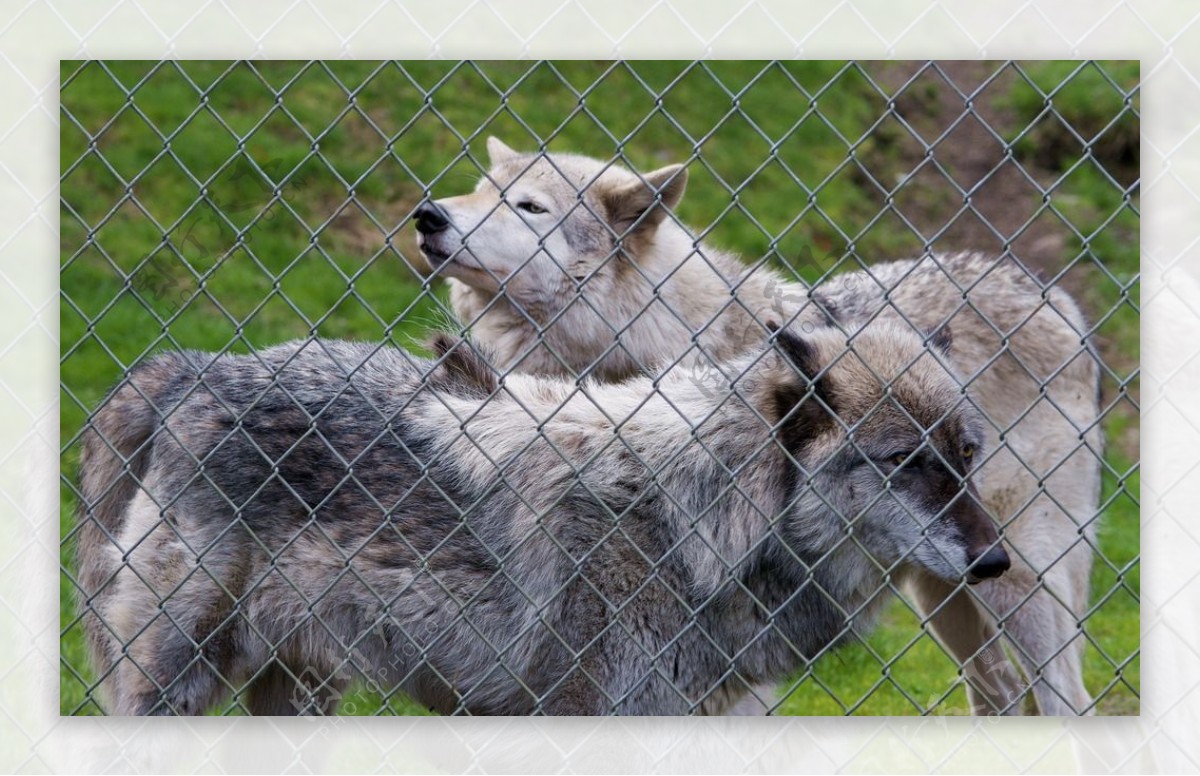 美丽的北美灰狼在自然生态环境 库存照片 - 图片: 30975520