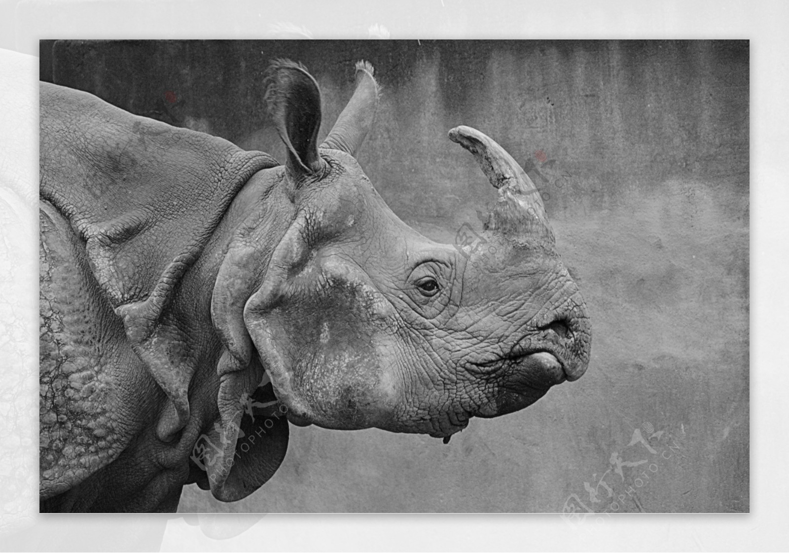 图片素材 : 黑与白, 野生动物, 动物园, 哺乳动物, 动物群, 犀牛, 印度大象, 单色摄影 4289x2860 - - 740293 ...