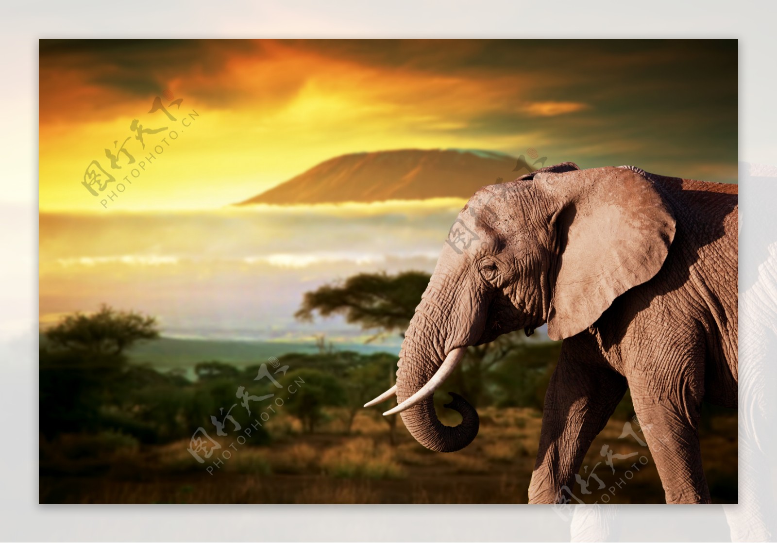大象非洲